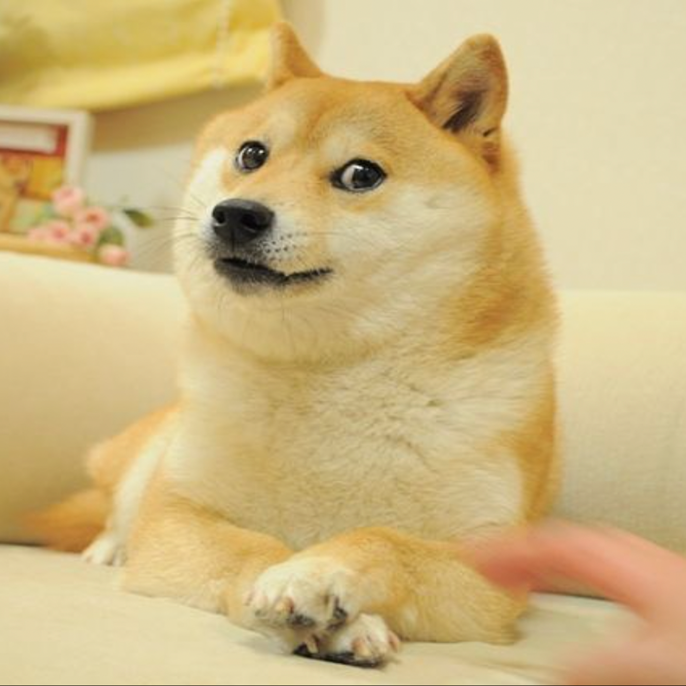 Bonkdoge